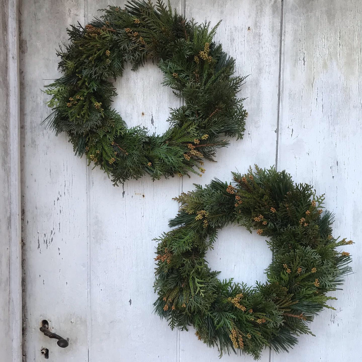Fresh Greens Wreaths