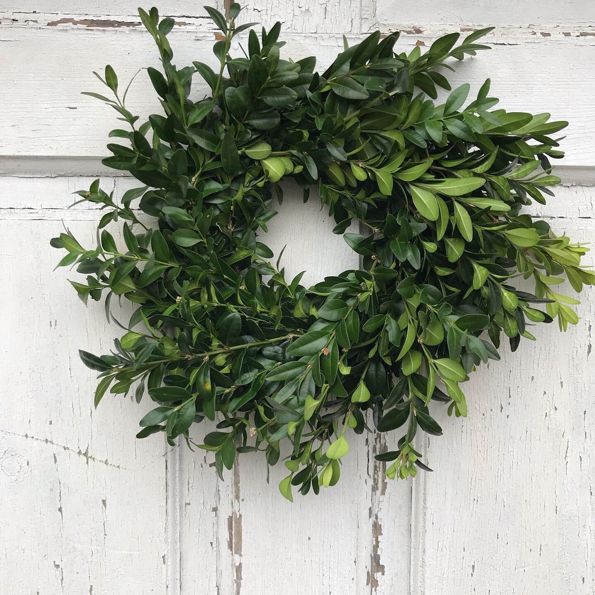 Fresh Greens Wreaths